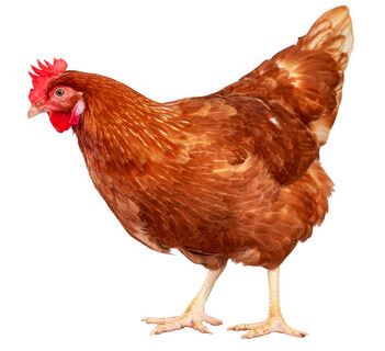 Unsere Geflügel-Vortragsveranstaltung